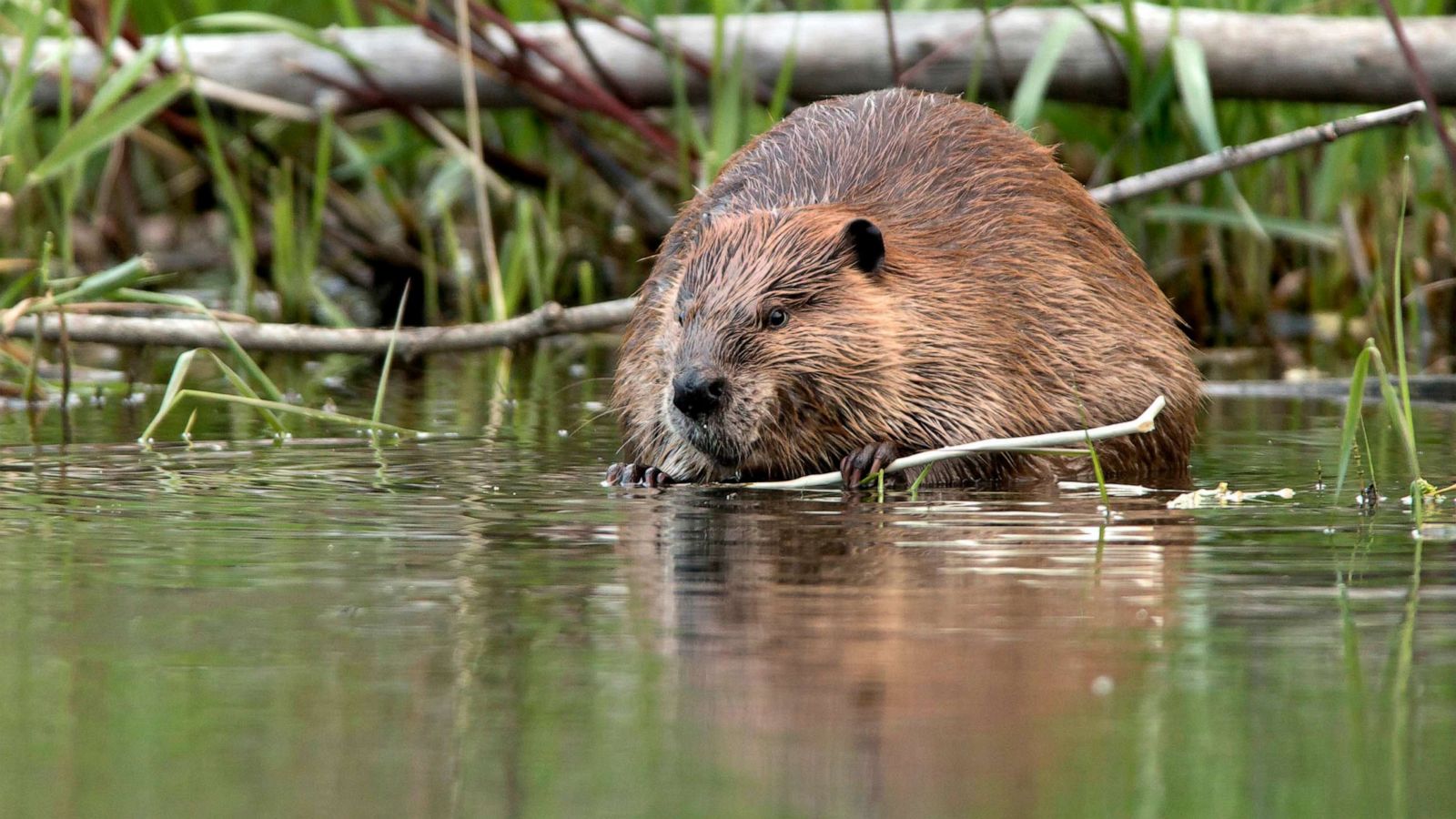 beaver in som e water